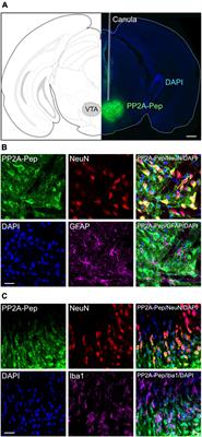 Restoring GABAB receptor expression in the ventral tegmental area of methamphetamine addicted mice inhibits locomotor sensitization and drug seeking behavior